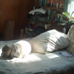 For Lent, joining Sparky in the Light