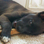 New pet shows the wonders of Alleluia season
