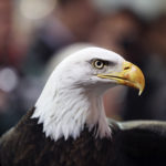 Back to the garden: Lessons from the bald eagle