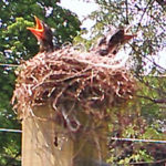 A robin’s tale