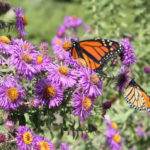Persons, places and things: Pollinator paradise