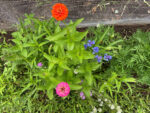 God’s artwork blossoms in Steve’s garden | Persons, places and things