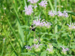 St. Ambrose University recognized as a ‘Bee Campus USA’