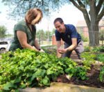 Sustainability at St. Ambrose University