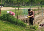 Connections bloom in Clinton Franciscans’ garden