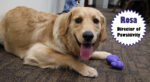 Bishop’s dog named ‘Director of Pawsitivity’