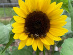 Lessons from the sunflower