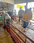 Family evacuates, shelters livestock during fairground flooding