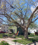 Lessons from trees